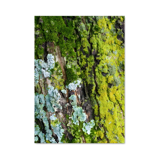 Poster Lichen Mystique