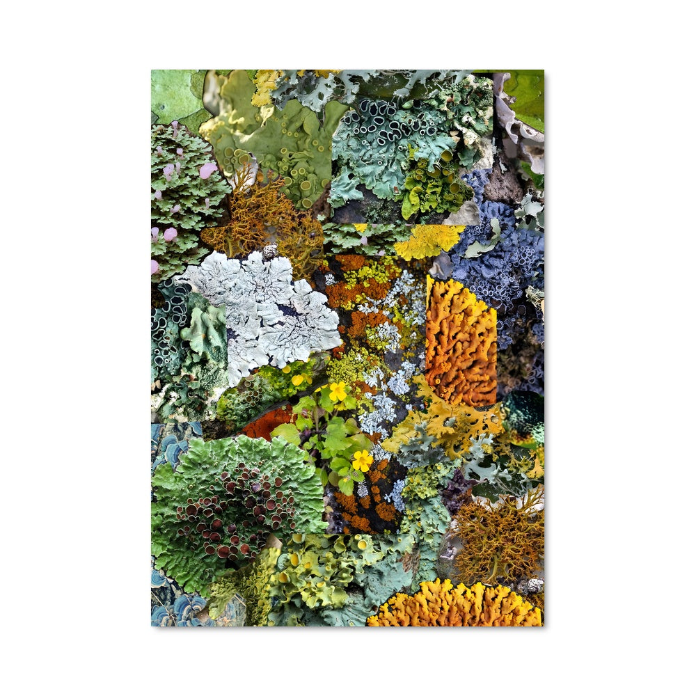 Poster Lichen 96882