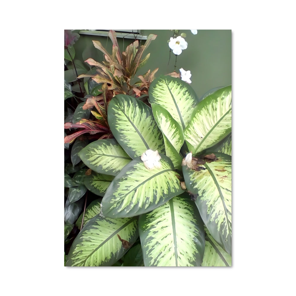 Poster Fleur de Lierre