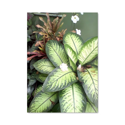 Poster Fleur de Lierre