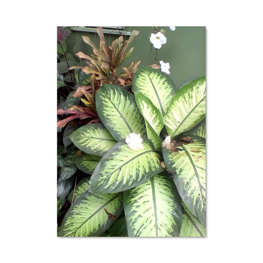 Poster Fleur de Lierre