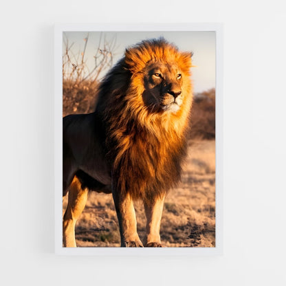 ap-lion-3 cadre Blanc