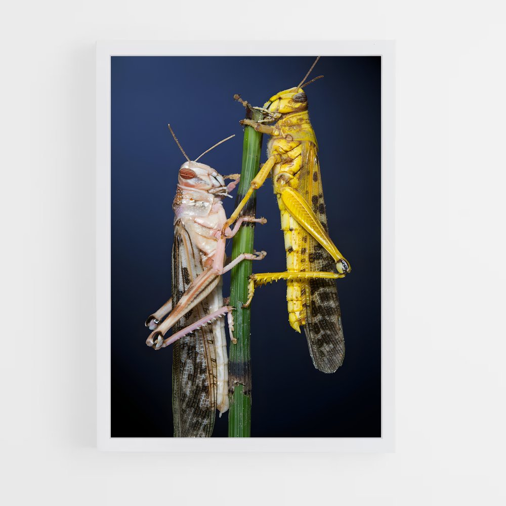 ap-locust-1 cadre Blanc