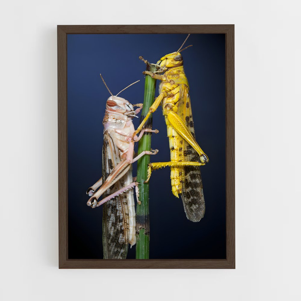 ap-locust-1 cadre Bois foncé