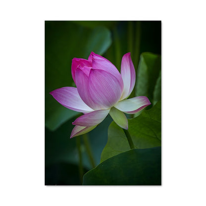 Poster Lotus 96268