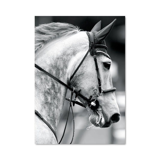 Poster Cheval de Course