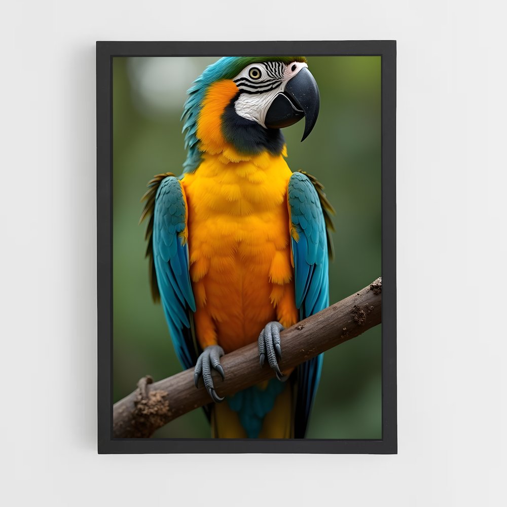 ap-macaw-5 cadre Noir