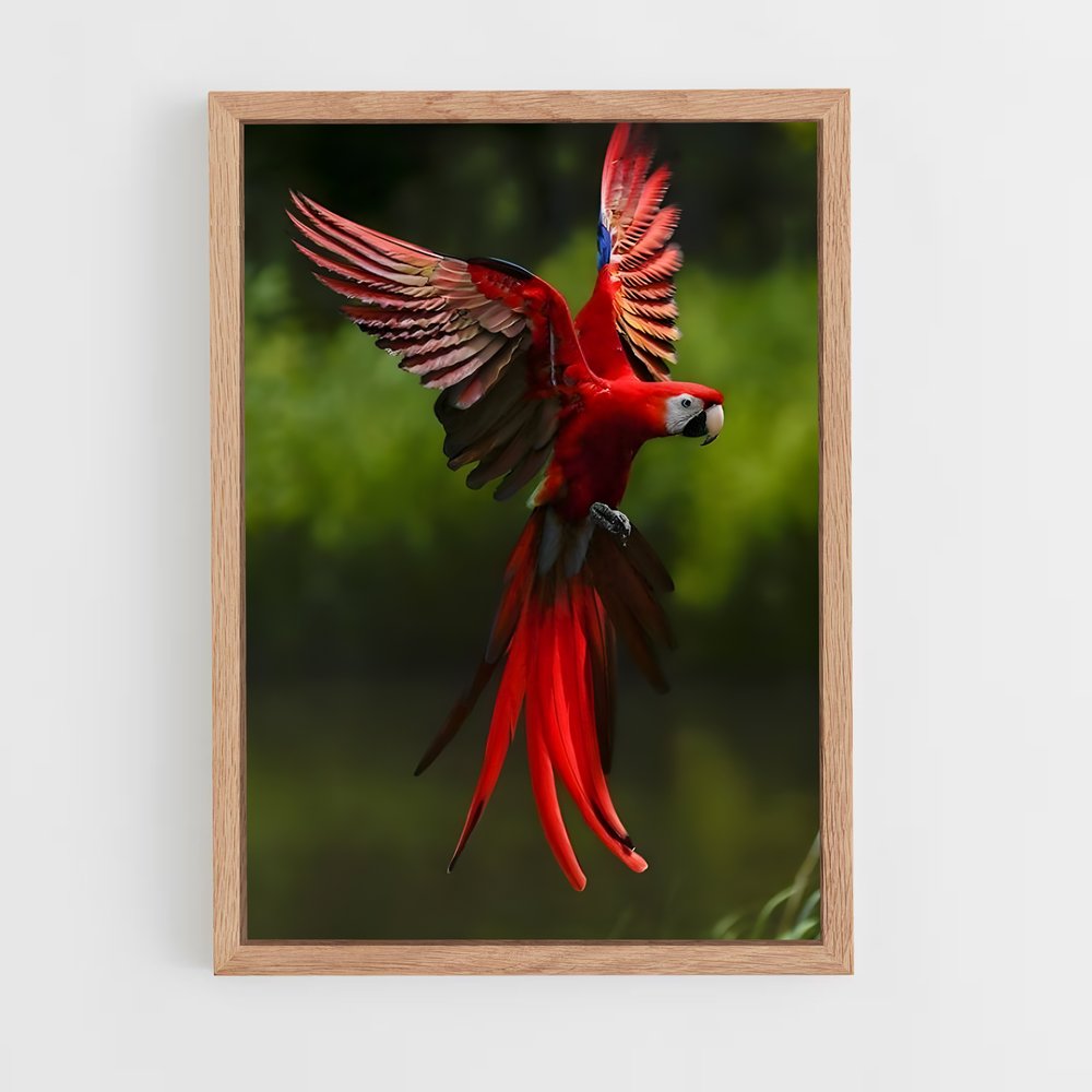 ap-macaw-6 cadre Bois clair