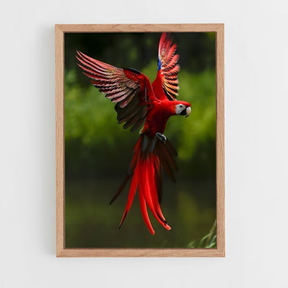 ap-macaw-6 cadre Bois clair