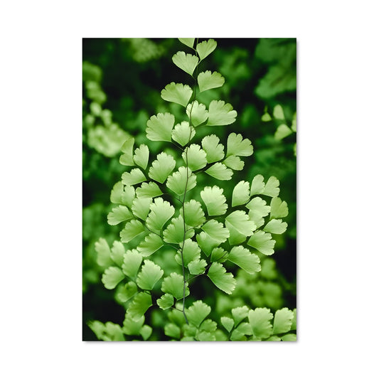 Poster Fougère Émeraude