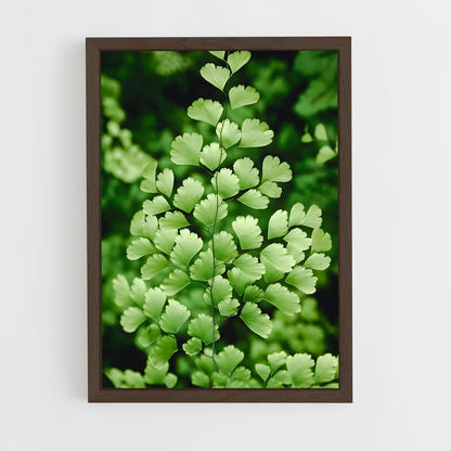 ap-maidenhair fern-1 cadre Bois foncé