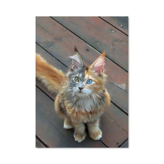 Poster Douceur Maine Coon
