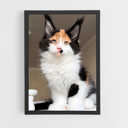 ap-maine coon-3 cadre Noir