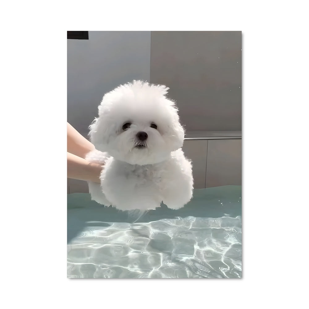 Poster Baignade Canine