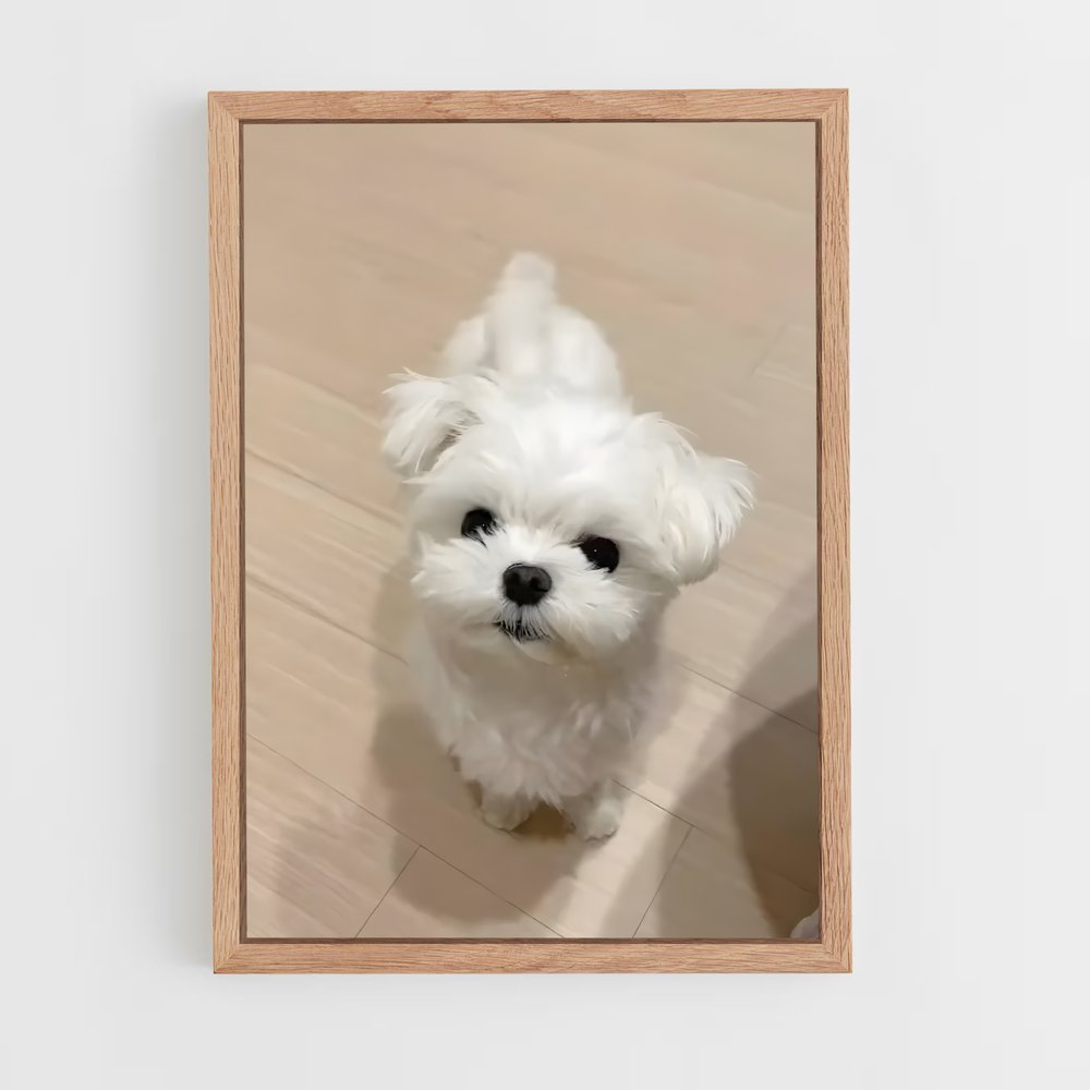 ap-maltese-2 cadre Bois clair