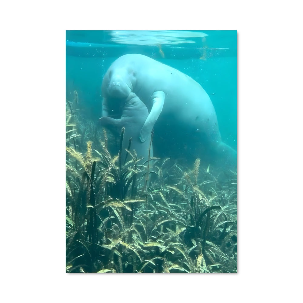 Poster Danse des Manchots