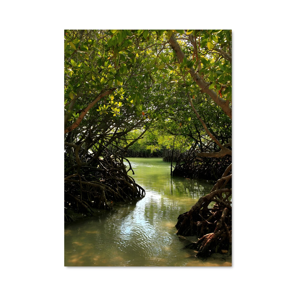 Poster Forêt de Mangrove