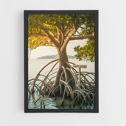 ap-mangrove-15 cadre Noir