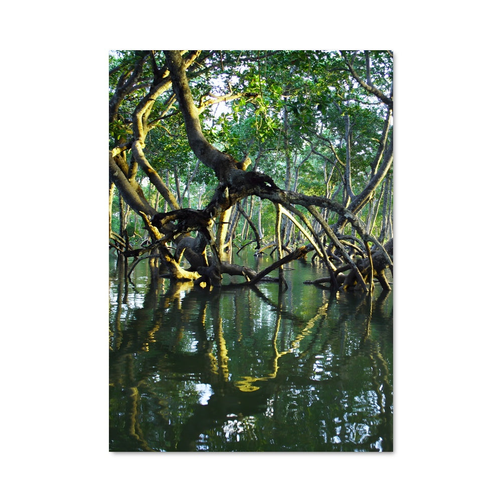 Poster Serenité Mangrove