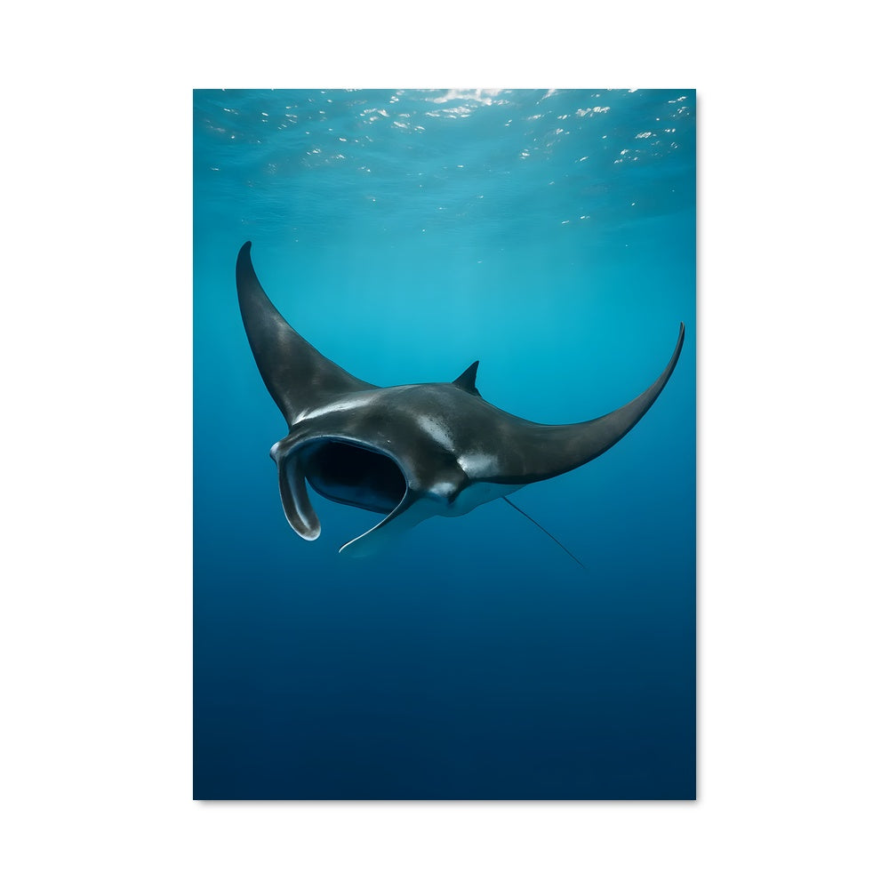 Poster Danse des Manta