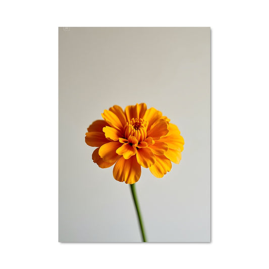 Poster Fleur d'Oranger