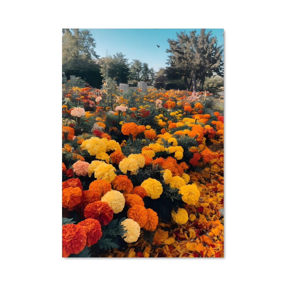 Poster Champ de Marigolds