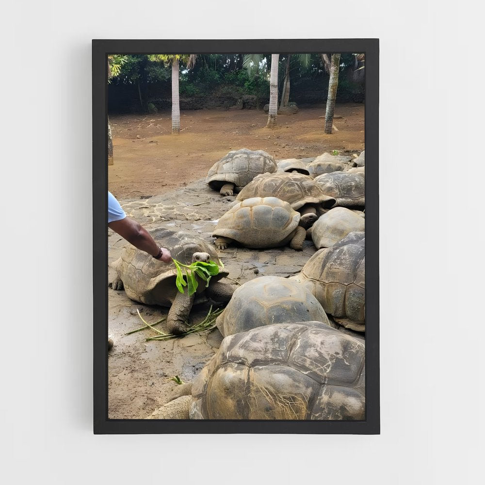 ap-mauritius-4 cadre Noir