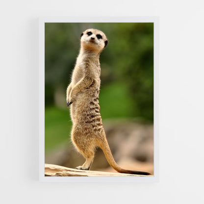 ap-meerkat-8 cadre Blanc