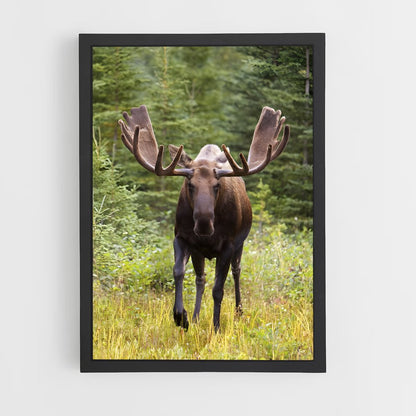 ap-moose-1 cadre Noir