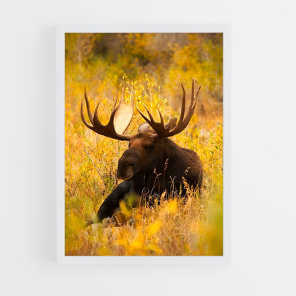 ap-moose-8 cadre Blanc