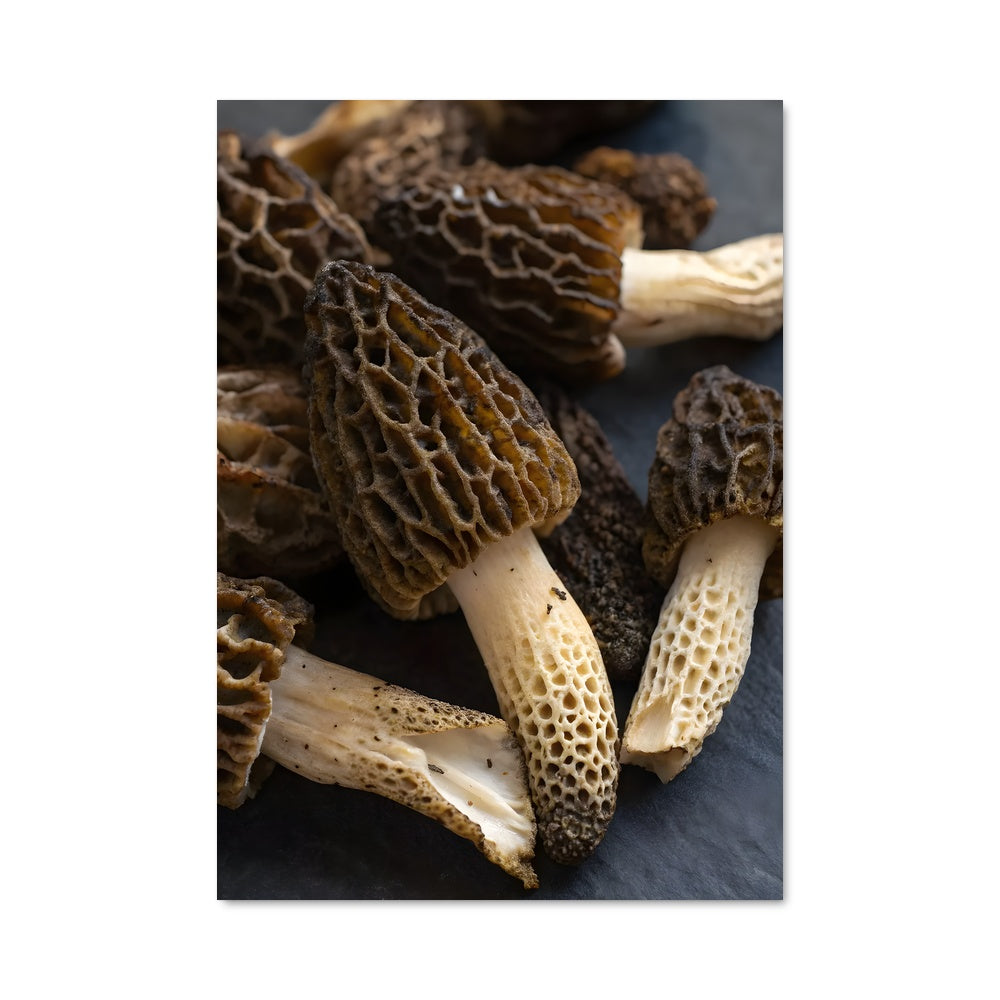 Poster Trésors de la Forêt