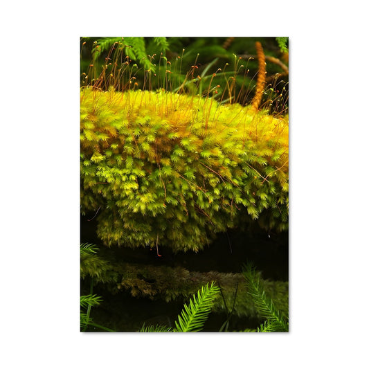 Poster Mousse Mystique