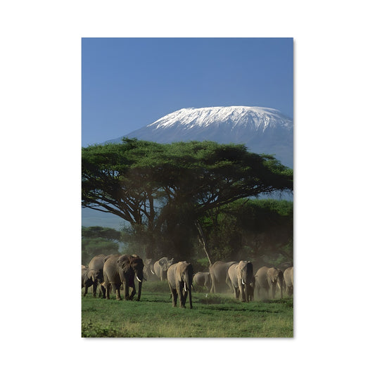 Poster Safari Majestueux