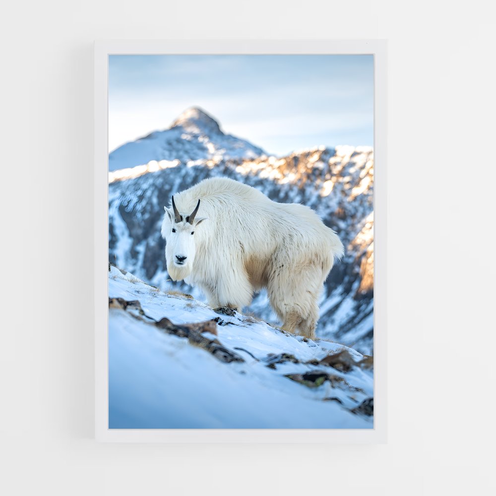 ap-mountain goat-4 cadre Blanc