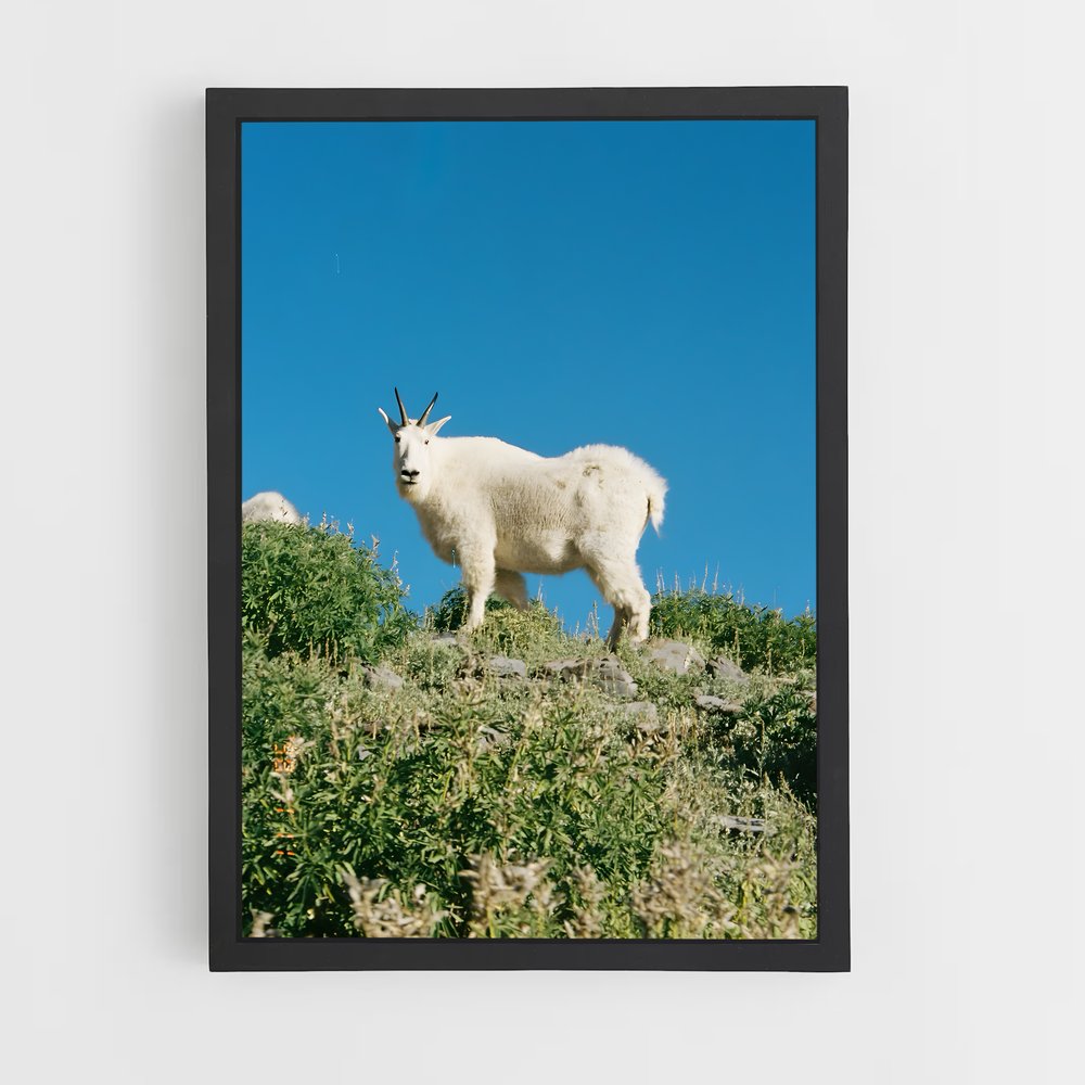 ap-mountain goat-9 cadre Noir