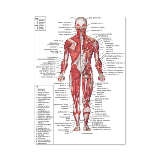 Poster Muscle 17519