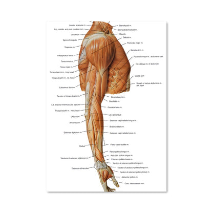 Poster Muscle 17525