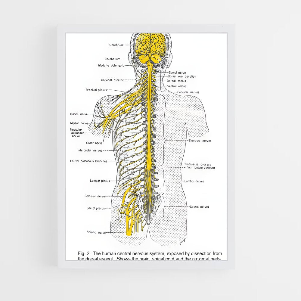 ap-nerve-2 cadre Blanc