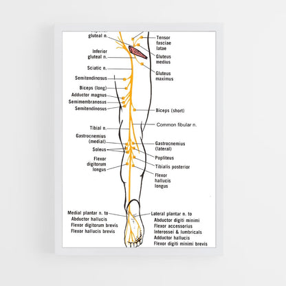 ap-nerve-3 cadre Blanc