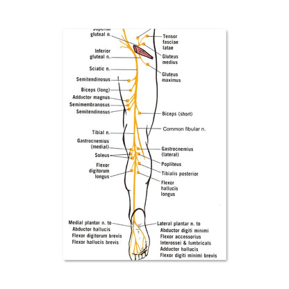 Poster Nerve Connection