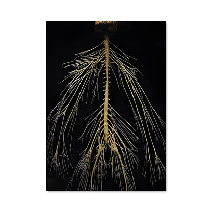 Poster Racines Célestes