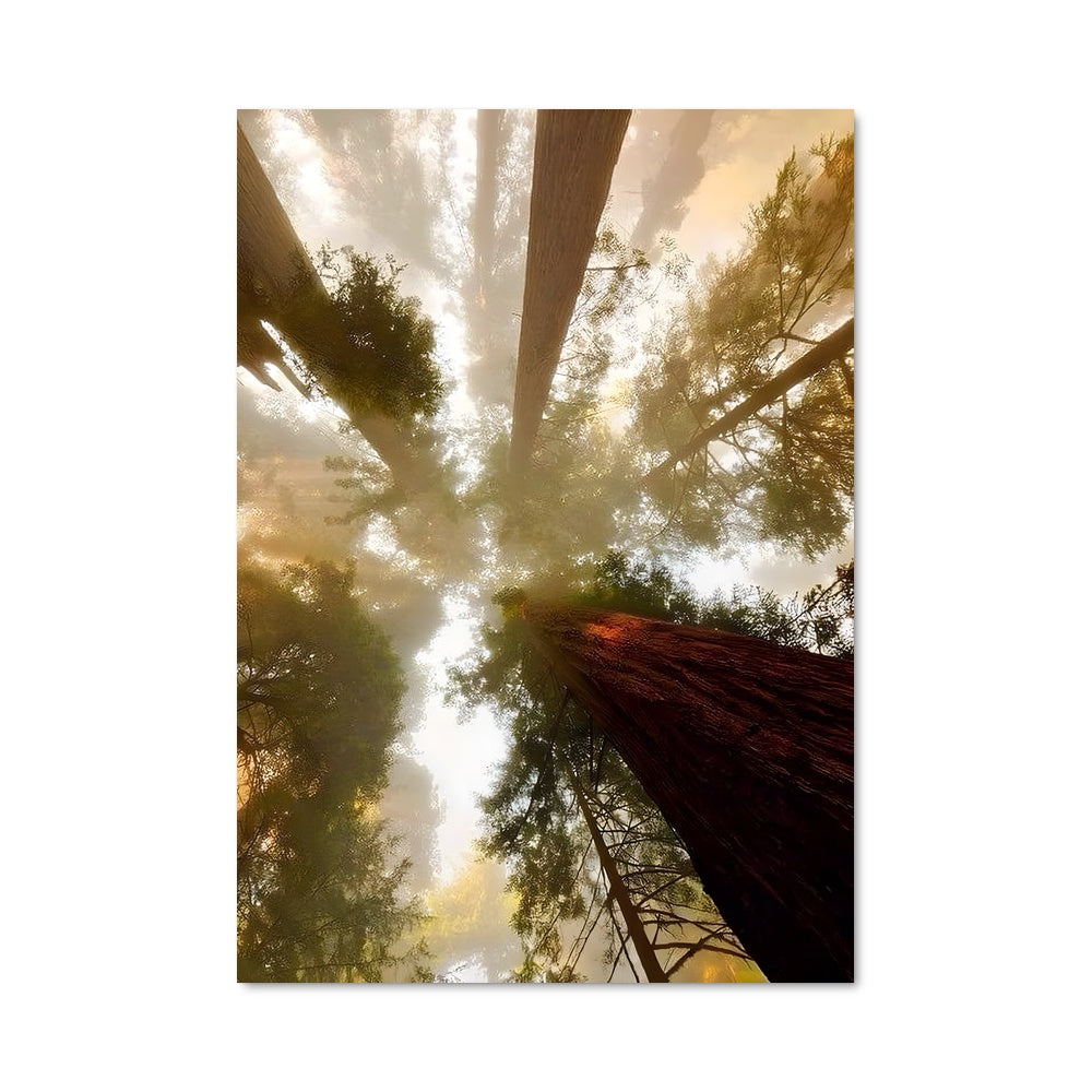 Poster Forêt Émergente