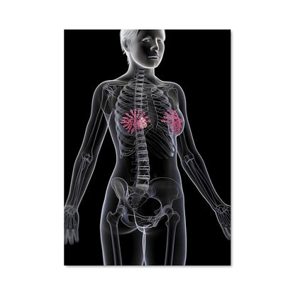 Poster Anatomie Éclairée