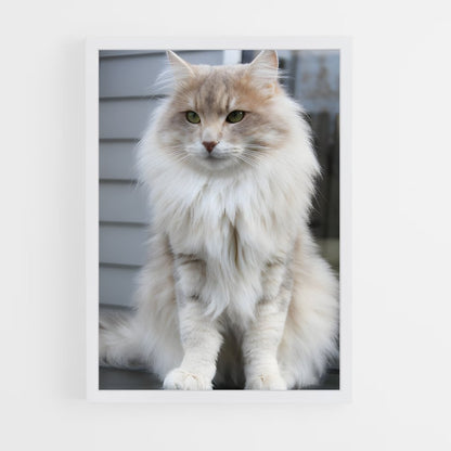 ap-norwegian forest cat-7 cadre Blanc