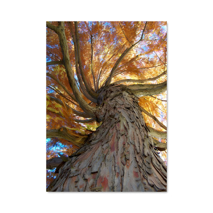 Poster Oak 96977