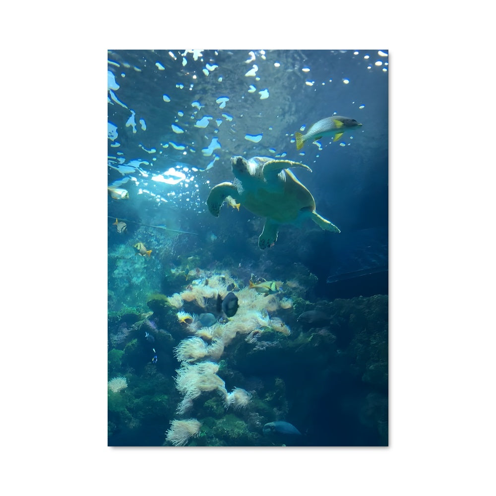 Poster Écosystème Sous-Marin