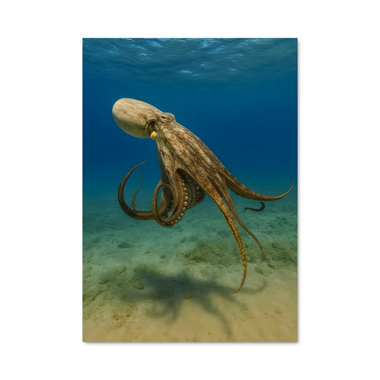 Poster Octopus 84052