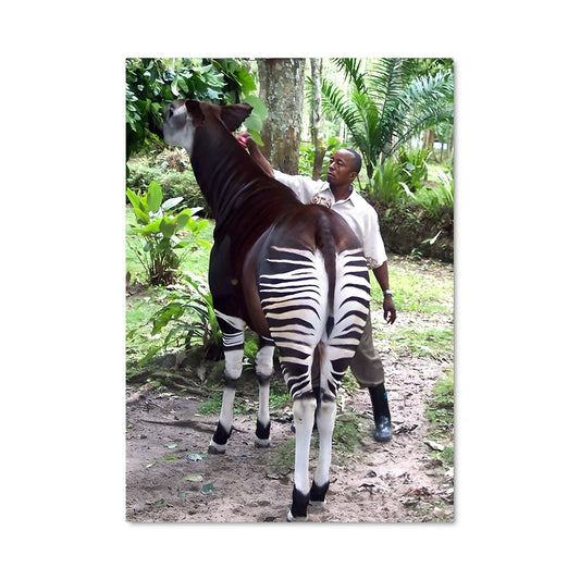 Poster Compagnons de la Jungle