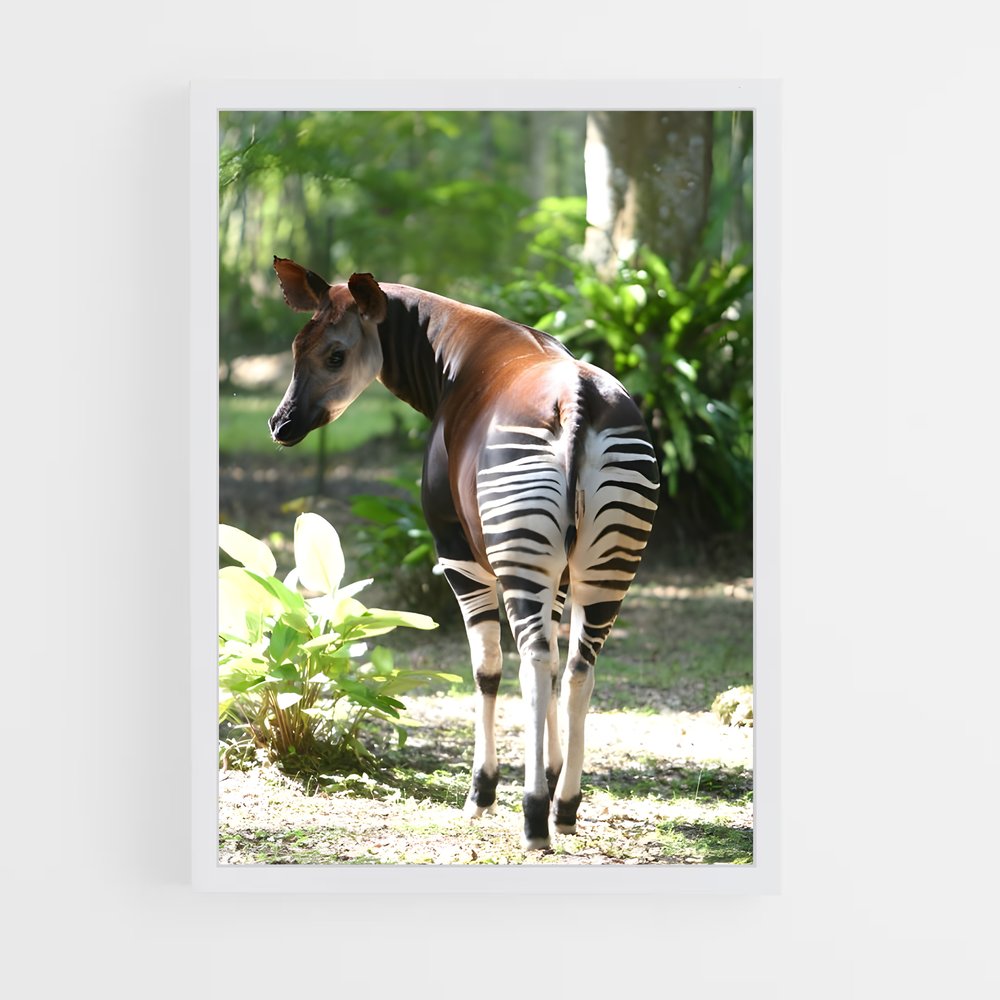 ap-okapi wildlife reserve-1 cadre Blanc