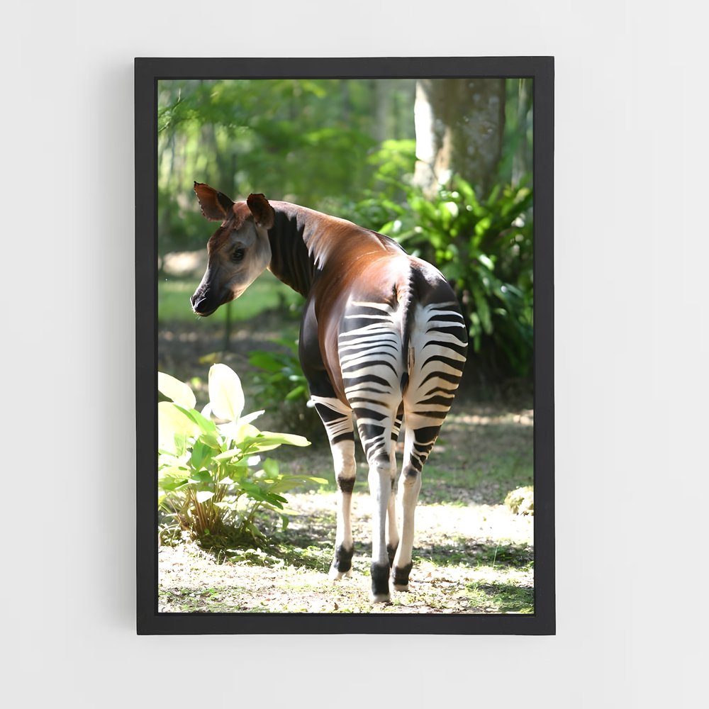 ap-okapi wildlife reserve-1 cadre Noir